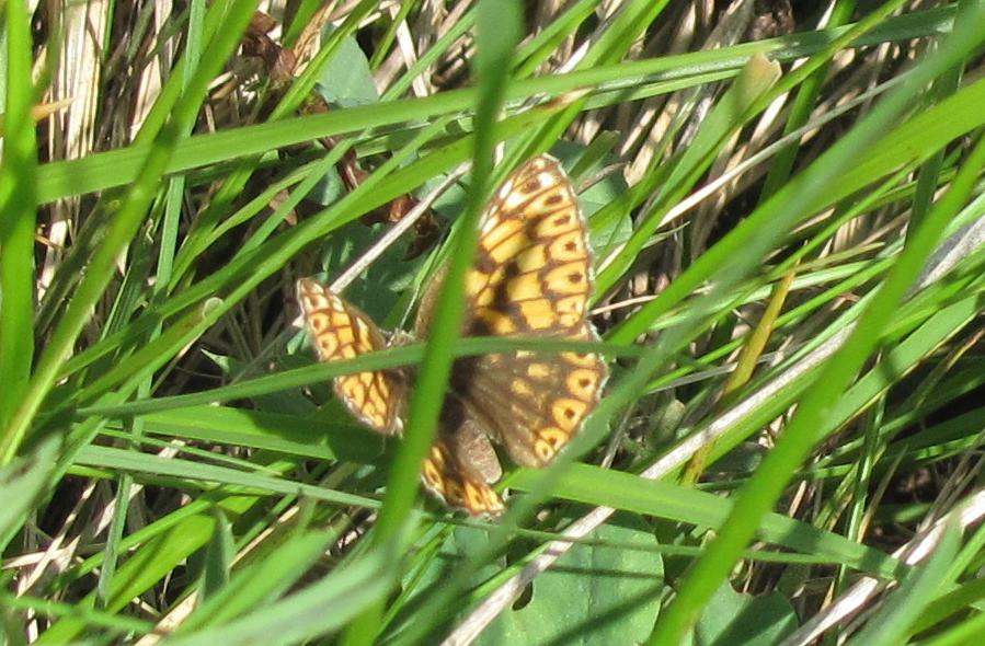 Nymphalidae da ID